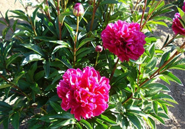 Paeonia 'Karl Rosenfield' 4L