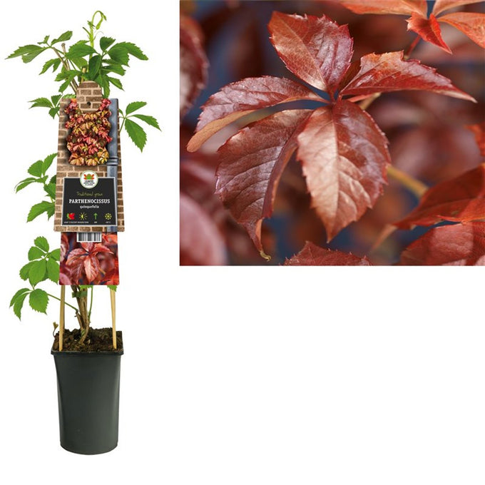 Parthenocissus quinquefolia S-pot(2,25 L) | Keans Claremorris