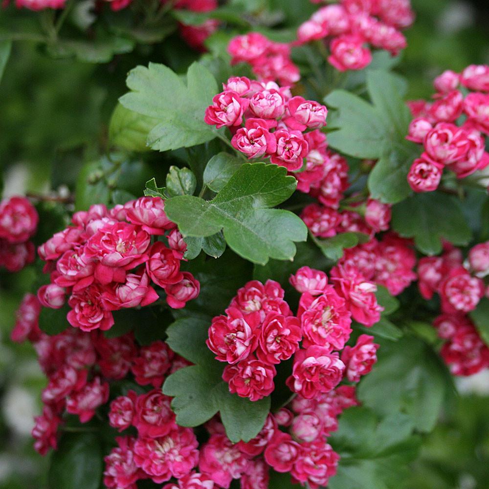 Clusters of bright pink double flowers and green lobed leaves on Crataegus laevigata ‘Paul’s Scarlet’ Red Hawthorn Tree