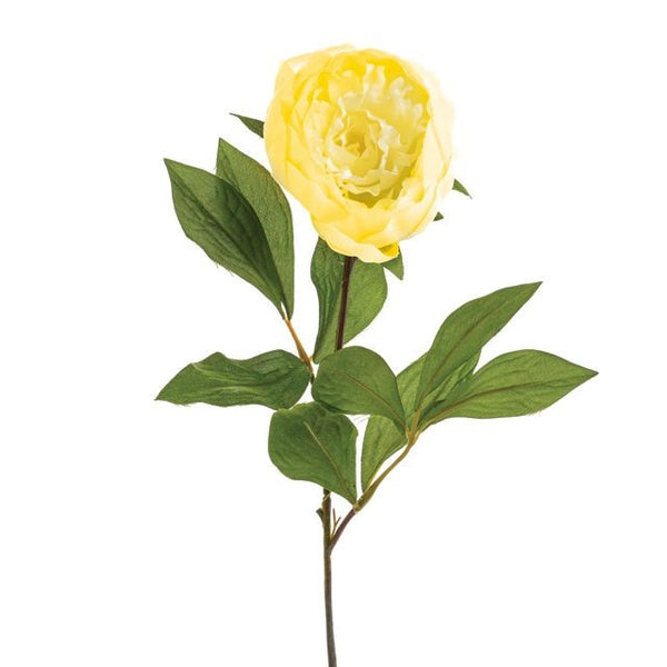Peony Stem Yellow Keans Claremorris
