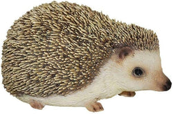 Pet Pals Pygmy Hedgehog F Keans Claremorris
