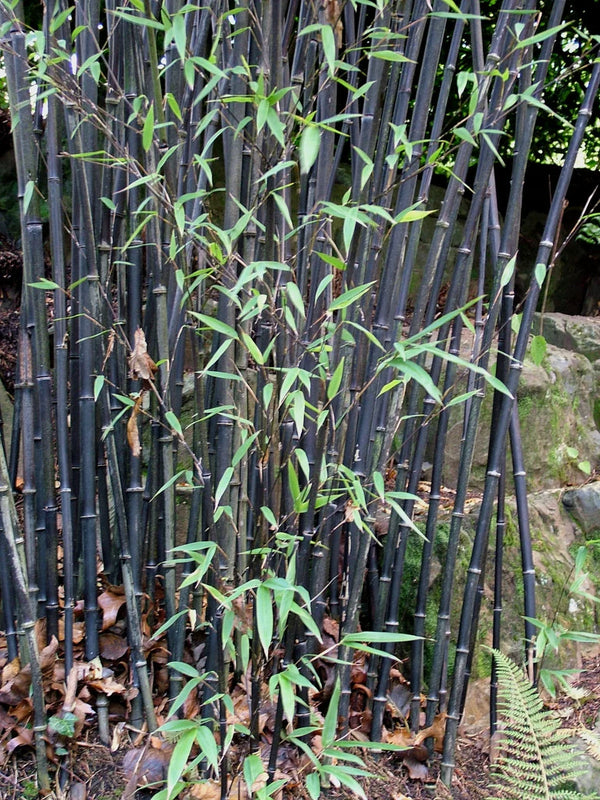 Phyllostachys Nigra C12 190cm Keans Claremorris