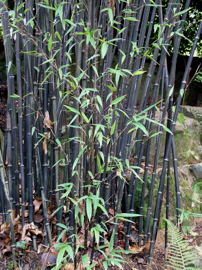 Phyllostachys Nigra C12 190cm Keans Claremorris