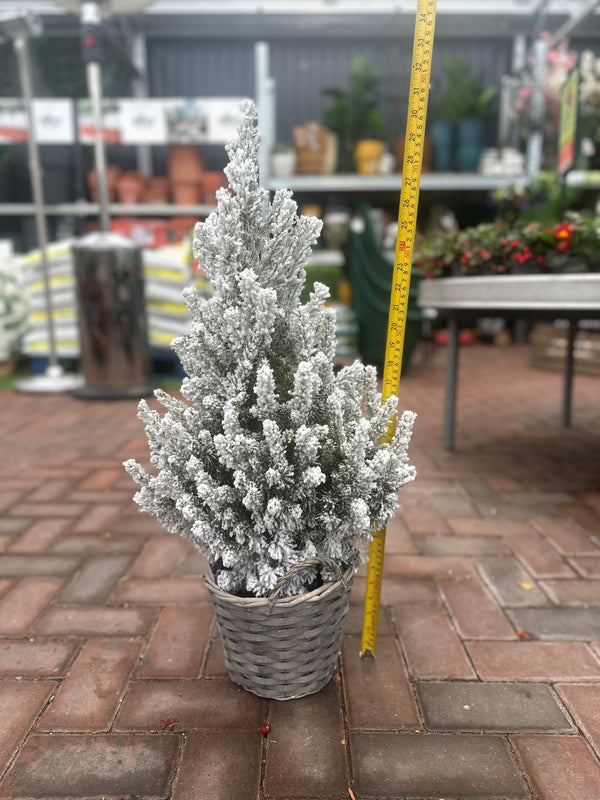 Picea Glauca "December" dwarf conifer mini Christmas tree, indoor/outdoor, easy care, decorative, Keans Claremorris