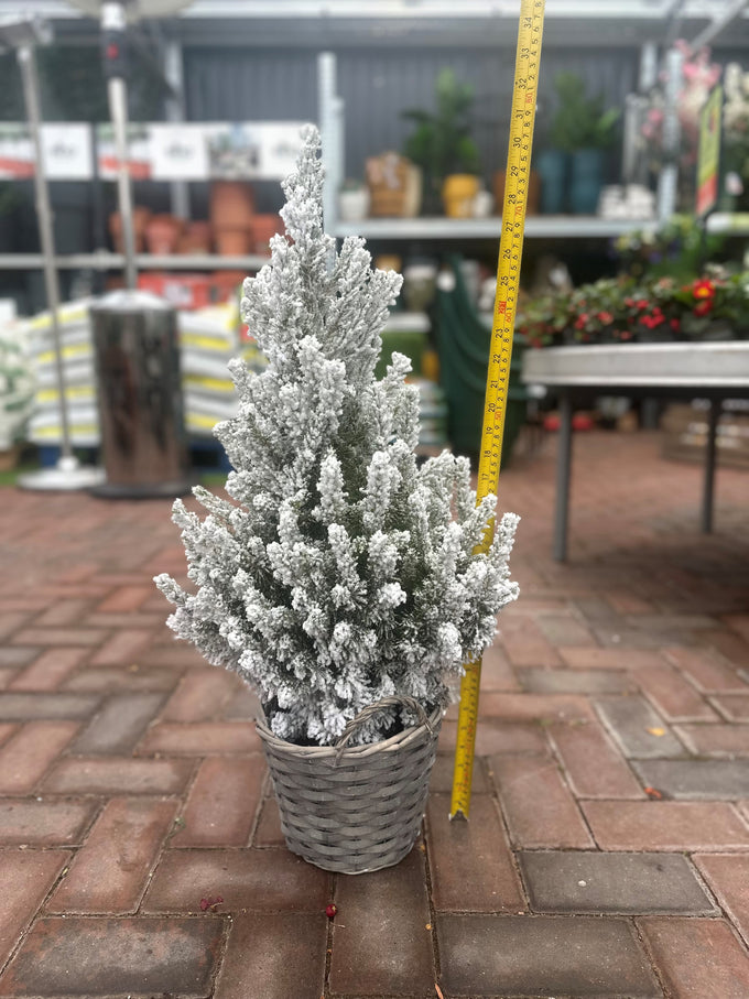 Picea Glauca "December" dwarf conifer mini Christmas tree, indoor/outdoor, easy care, decorative, Keans Claremorris