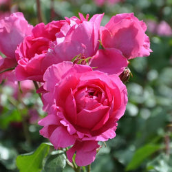 Rosa Pink Cloud Climbing Rose 4.5L