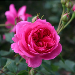 Rosa Pink Cloud Climbing Rose 4.5L