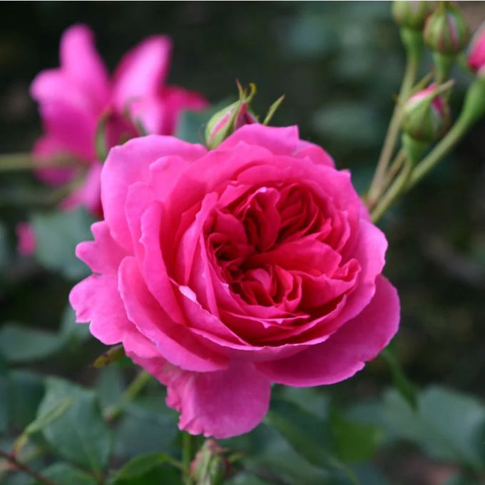 Rosa Pink Cloud Climbing Rose 4.5L - Image 3