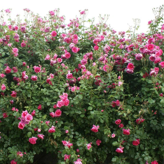 Rosa Pink Cloud Climbing Rose 4.5L - Image 2