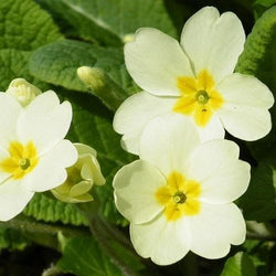 Primula Vulgaris Keans Clarmeorris