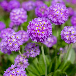 Primula dent. Lilac 9cm 07-ROCKERY Keans Claremorris
