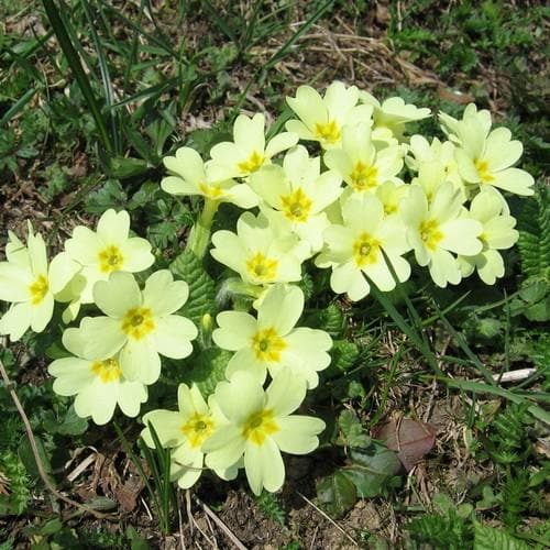 Primula Vulgaris - Image 2
