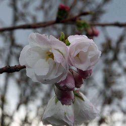 Prunus serr. 'Shirotae' 12L
