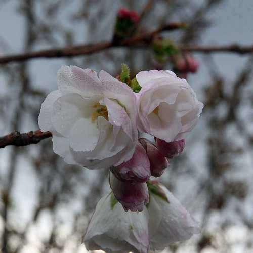 Prunus serr. 'Shirotae' 12L - Image 2