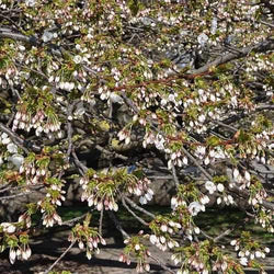 Prunus serr. 'Shirotae' 12L