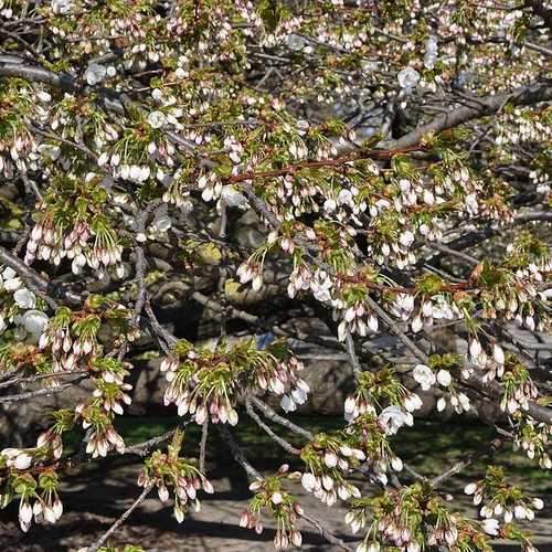 Prunus serr. 'Shirotae' 12L - Image 3