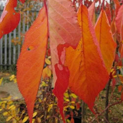 Prunus serr. 'Shirotae' 12L