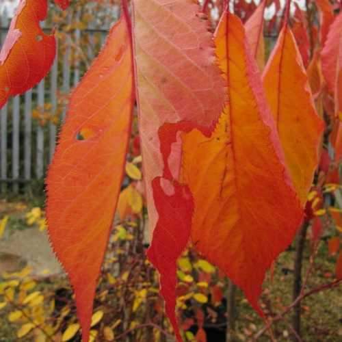 Prunus serr. 'Shirotae' 12L - Image 4