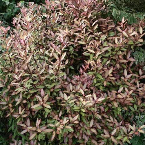 Pseudowintera Colorata Majorie Congreve 5L