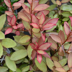 Pseudowintera Colorata Majorie Congreve 5L