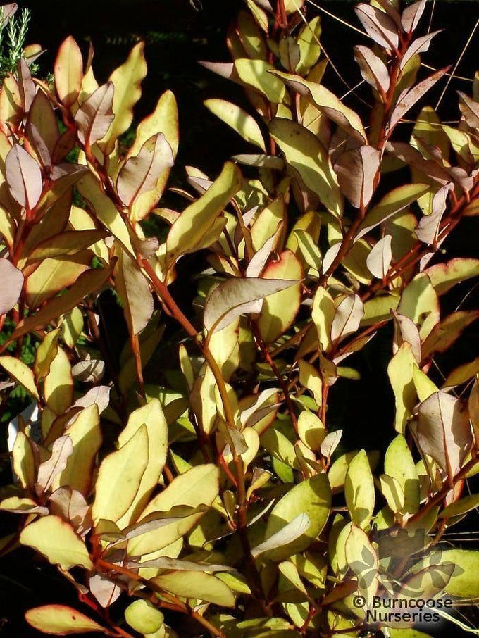 Pseudowintera Colorata Majorie Congreve 5L - Image 3