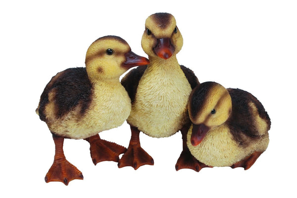 RL Duckling Group D Keans Claremorris