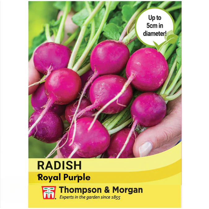 Radish Royal Purple Keans Claremorris