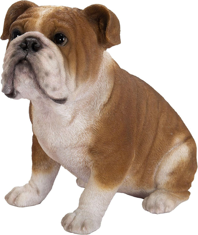 Real Life Bulldog D Keans Claremorris