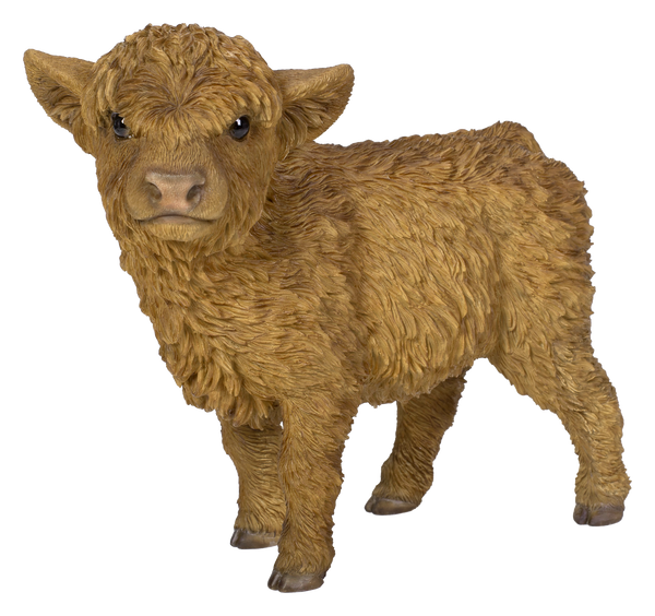 Real Life Highland Calf D Keans Claremorris