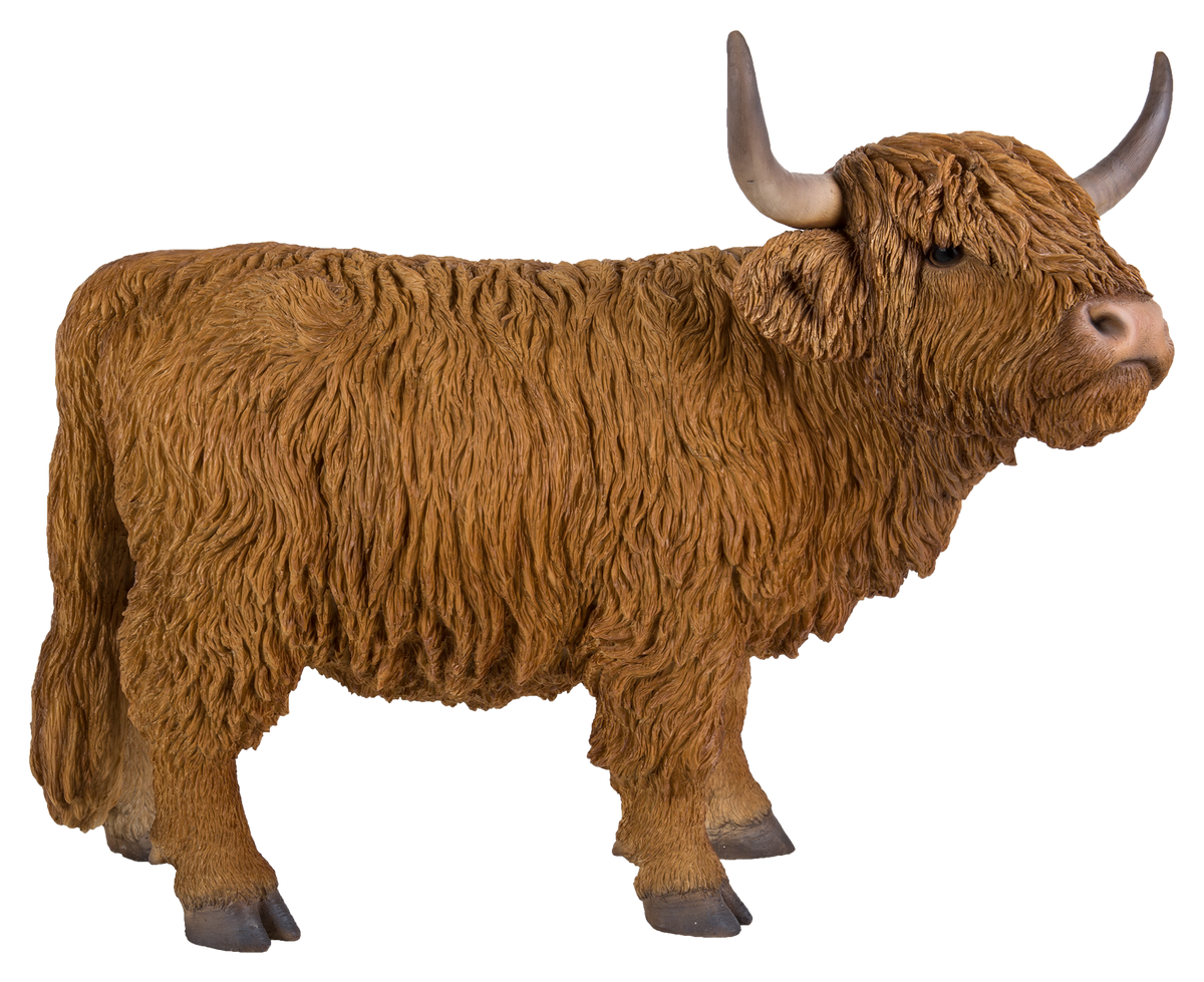 Real Life Highland Cattle D Keans Claremorris