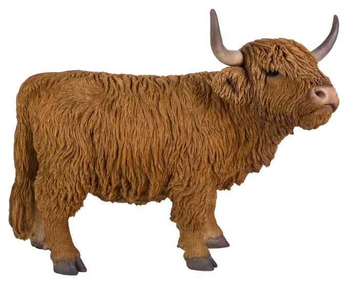 Real Life Highland Cattle D Keans Claremorris