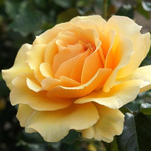 Rosa Amber Queen 4.5L Floribunda rose plant in pot, vibrant amber blooms – available at Keans Claremorris
