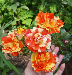 Rosa Oranges & Lemons 4.5L Floribunda