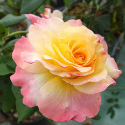 Rosa Aquarell 4.5L