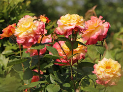 Rosa Aquarell 4.5L