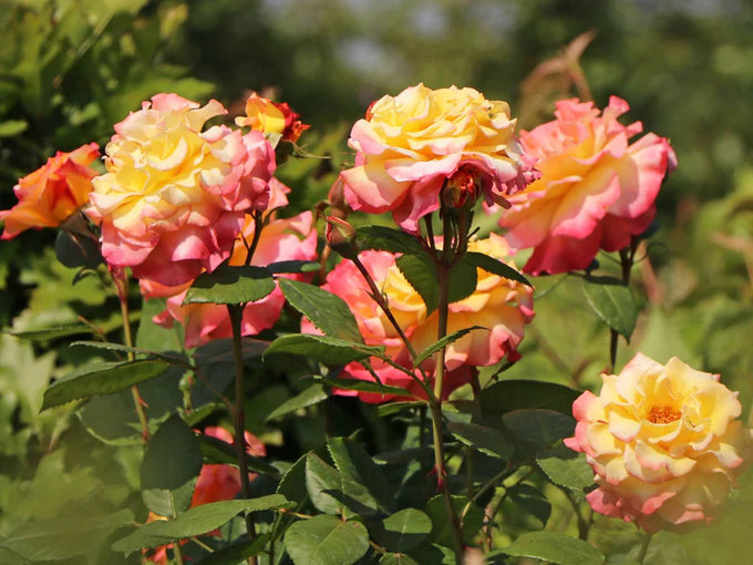 Rosa Aquarell 4.5L - Image 2