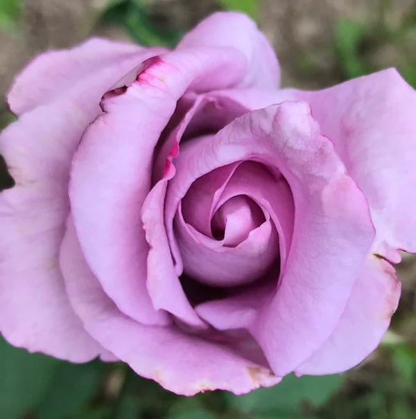 Rosa 'Blue Girl' 4.5L