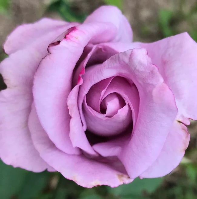 Rosa 'Blue Girl' 4.5L - Image 1