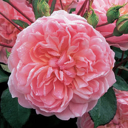 Rosa 'Anne Boleyn' David Austin pink shrub, lightly fragrant, free-flowering, warm pink rosette flowers, 6L - Keans