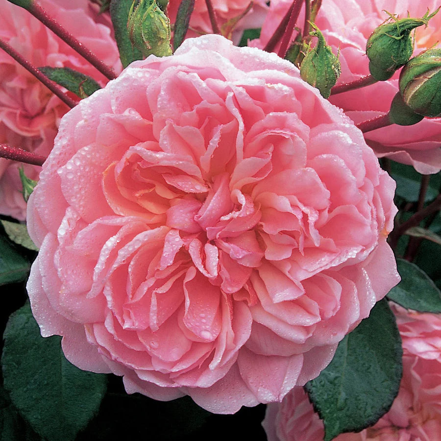 Rosa 'Anne Boleyn' David Austin pink shrub, lightly fragrant, free-flowering, warm pink rosette flowers, 6L - Keans