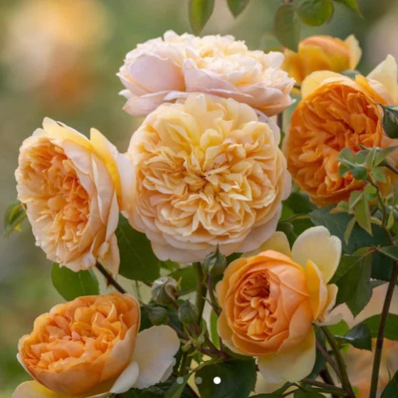 Rosa 'Bring me Sunshine' David Austin shrub, orange double blooms, scented, bee-friendly, 6L pot – Keans Claremorris