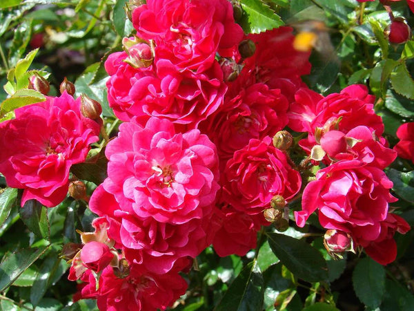 Rosa 'Fairy Queen' 12L STD Keans Claremorris