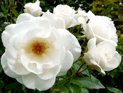 Rosa 'Iceberg' 12L STD Keans Claremorris