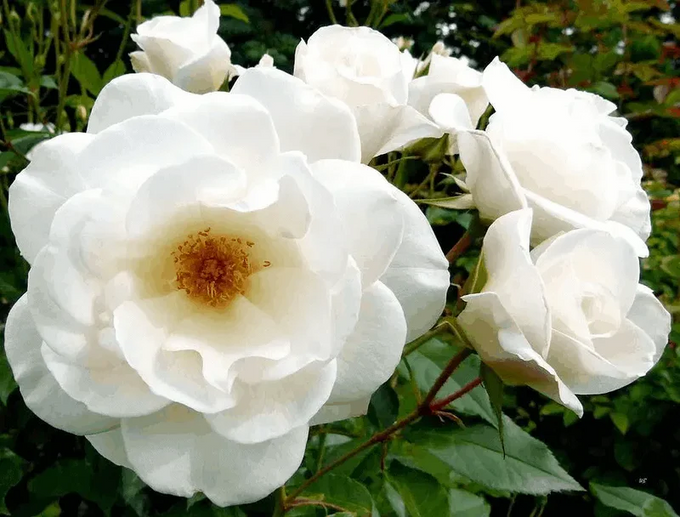 Rosa 'Iceberg' 12L STD Keans Claremorris