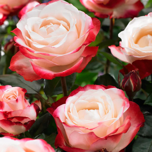 Rosa 'Nostalgie' 12L STD Keans Claremorris