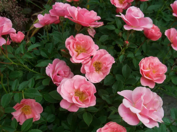 Rosa Sweet Cover 3L Keans Claremorris