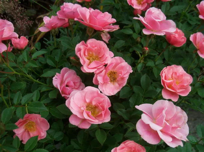 Rosa Sweet Cover 3L Keans Claremorris