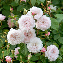 Blush pink David Austin Rosa 'The Albrighton Rambler' 6L, repeat-flowering rambler rose, light musk scent – Keans Claremorris