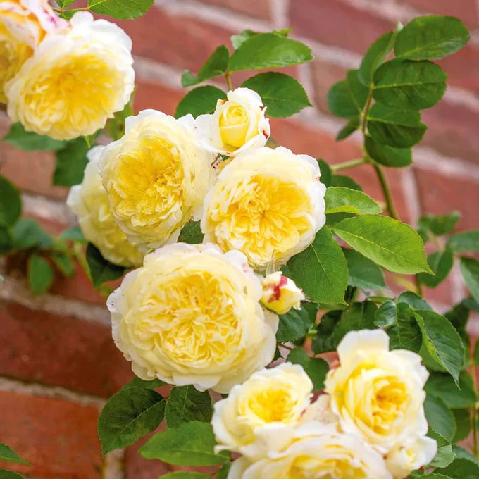 David Austin Rosa 'The Pilgrim' climbing rose, creamy yellow fragrant flowers, 6L pot, ideal for walls and shady spots -