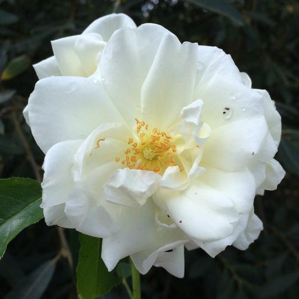 Rosa White Cover 3L Keans Claremorris